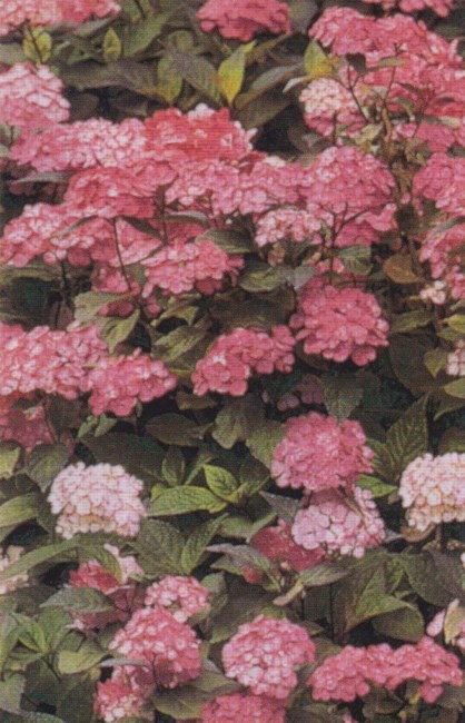 Obituary of Marie Baum Calwell