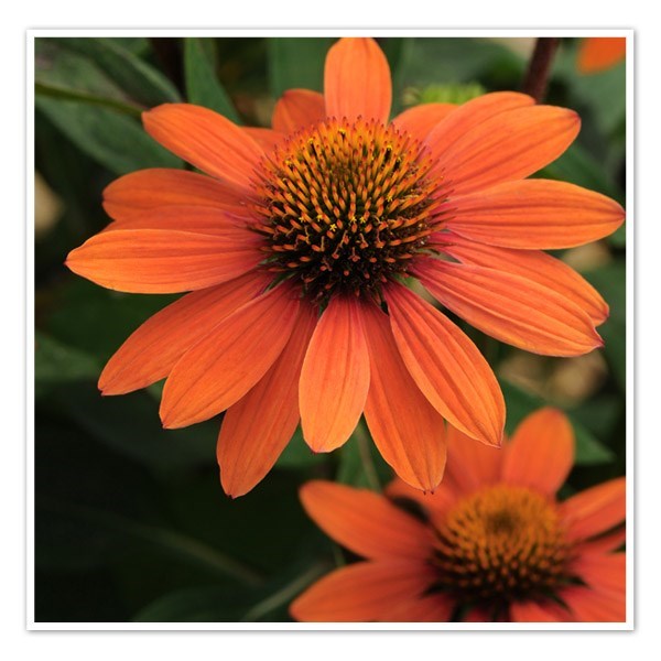 Obituary of Beth Stacy Powell