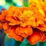 Obituary of Miriam Minkoff