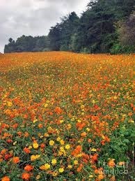 Obituary of Corinne Pierce