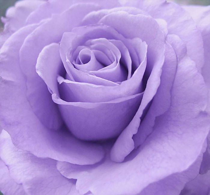 Obituary of Alma Lee Burleson