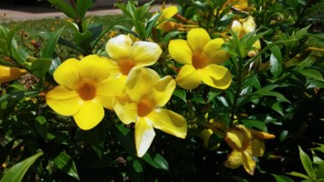 Obituary of Selma Ethel Kuklinsky