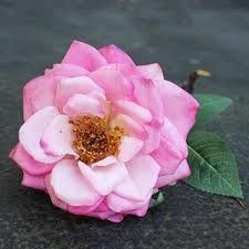 Obituary of Peggy Sue Allen