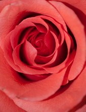 Avis de décès de Margaret Diane Berg