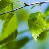 Obituary of Guy Allen Funk