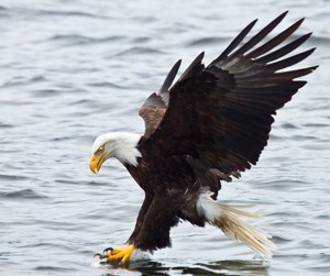 Obituary of Pierre Pete Auble Watkins