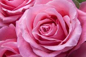 Obituary of Donna Marrian van Fossen