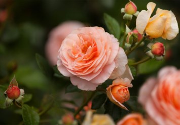 Obituary of Concepcion Contreras