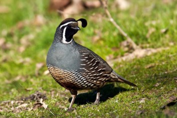 Obituary of Theresa Joan Vedenoff