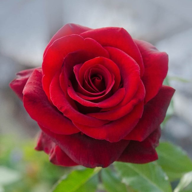 Obituary of Cheryl Ann Sigl