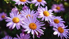 Obituary of Esther Robinson