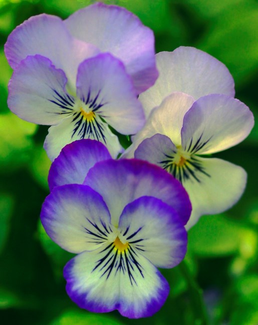 Obituary of Mary Anne Baker