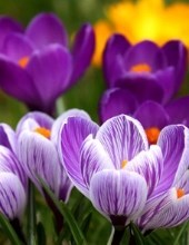 Obituary of Catherine Ann D'Alessio