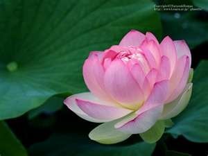 Obituary of Antoinette Rose Sforza