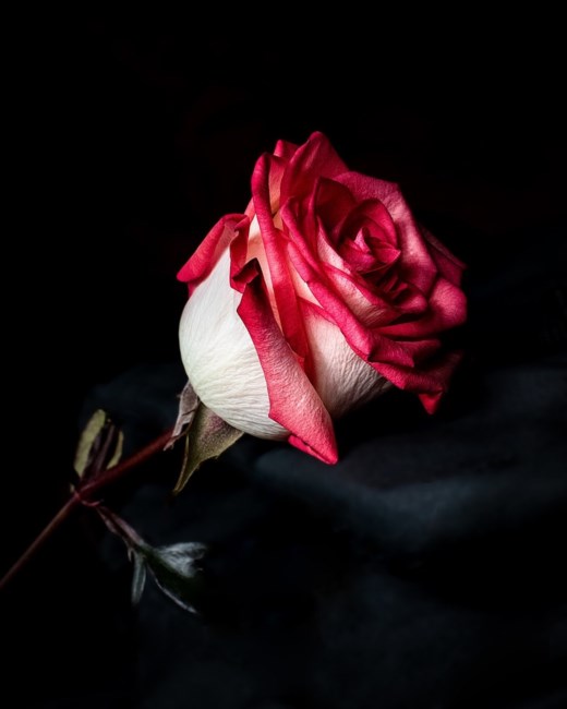 Obituary of Rose Fleming