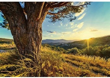 Obituary of David Alan Petersen