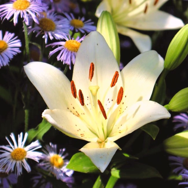 Obituary of Kathleen E. Wilson