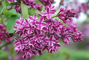 Obituary of Susan Diane Rogers