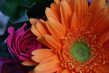 Obituary of Josephine Willmann