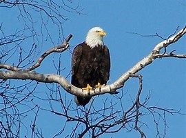 Obituary of Lenard Albert BOUCHARD