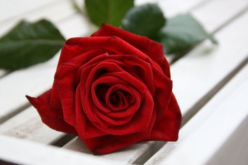 Obituary of Gioia Morabito