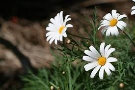 Obituary of Ann Logan Elias