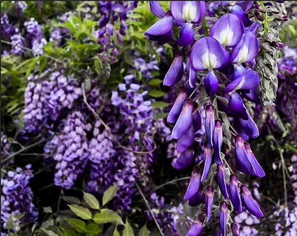 Obituary of Laura Ann Cagle