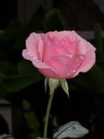 Daphne Anglada Camacho