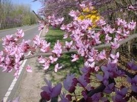 Obituary of Betty Jean Crawley Sillery