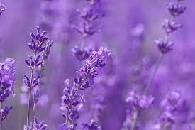 Obituary of Doris Lee Sharifi