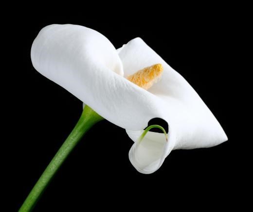 Obituary of Betty L. Swanson