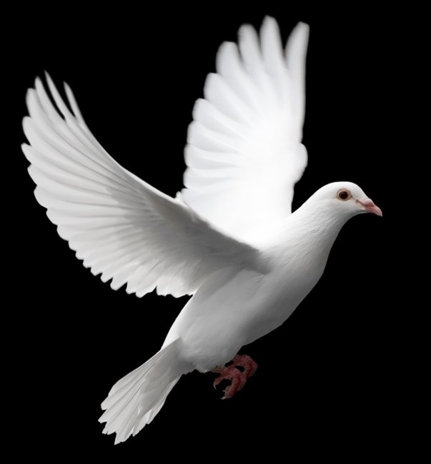 Obituary of David P. Herd