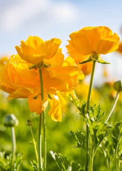 Obituary of Ho Ying Kwan