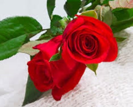 Obituary of Virginia Thompson Moore