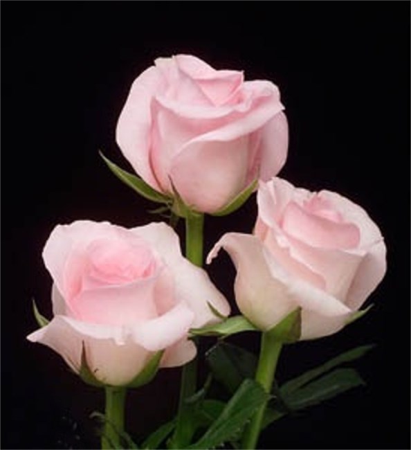 Avis de décès de Mrs. Frances St. George Crain