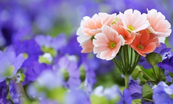 Obituary of Joan Louise Crowder