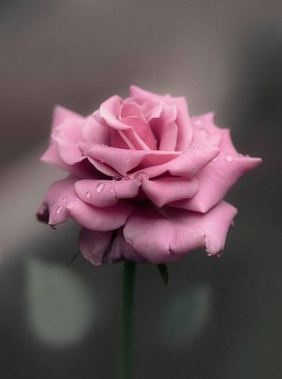 Obituary of Francisco Arturo Enciso-Vera