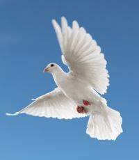 Obituary of Homero Rodriguez