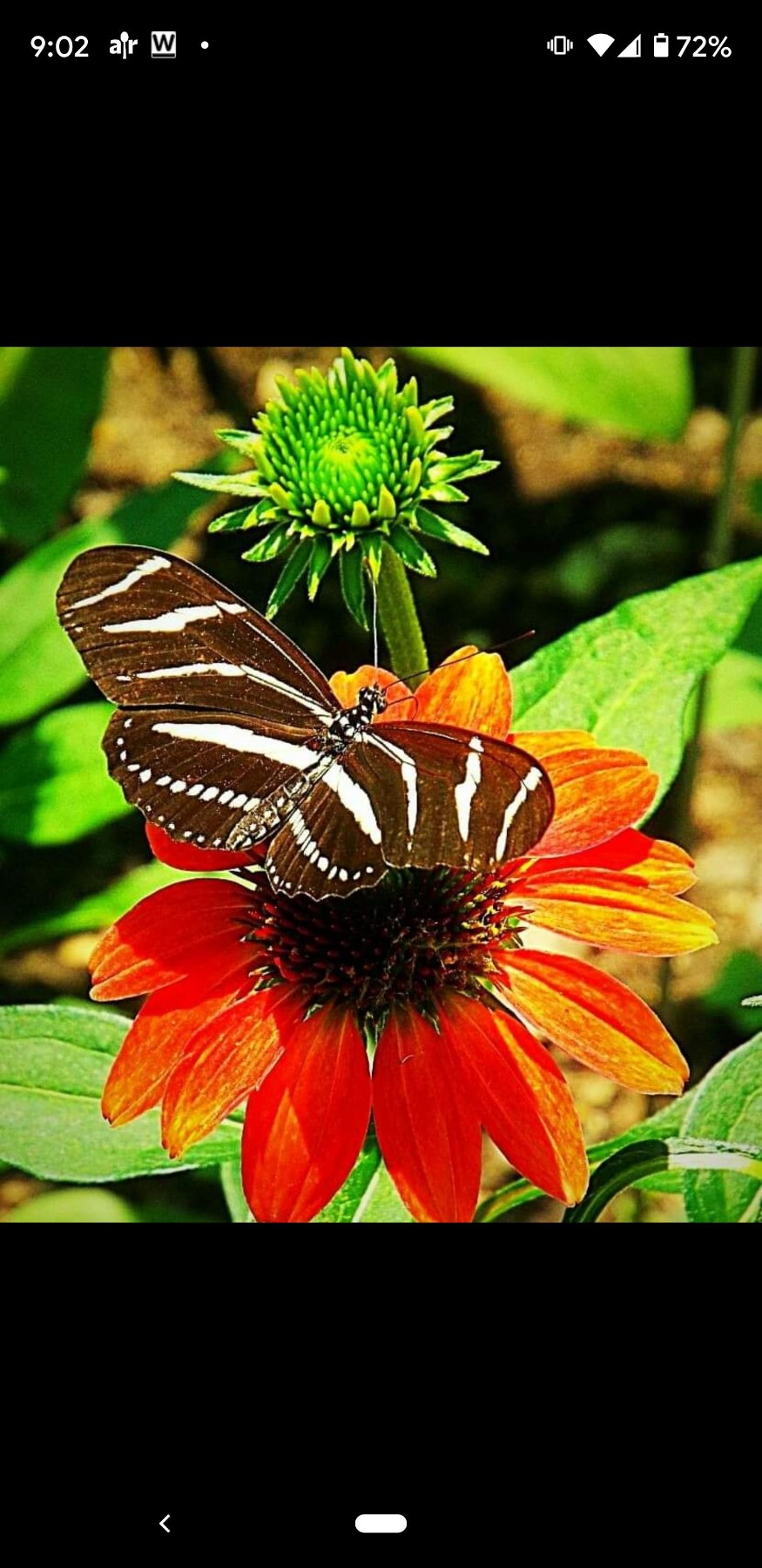 Obituary of Shirley Ann Travis