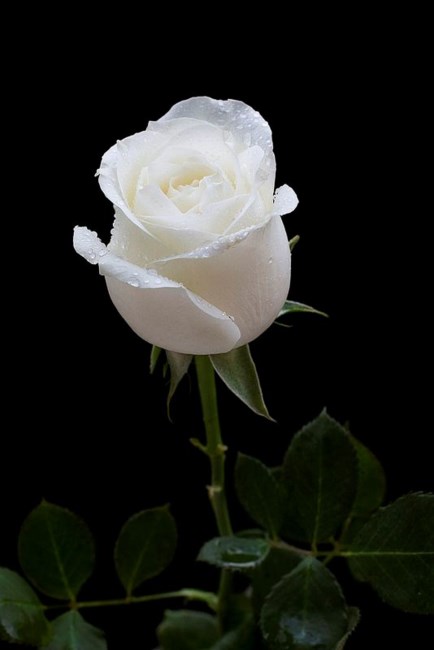 Obituary of Wilfred Dean Brown