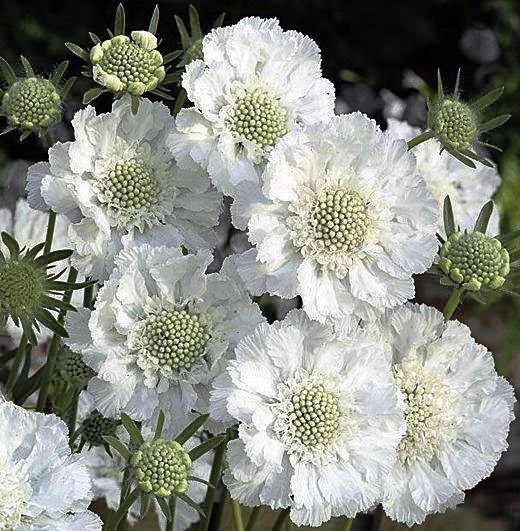 Obituary of Myrtle Gibson Harris