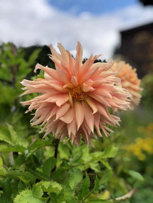 Obituary of William Vernon Owens