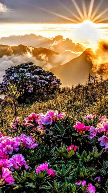 Obituary of Virginia Lee Smith