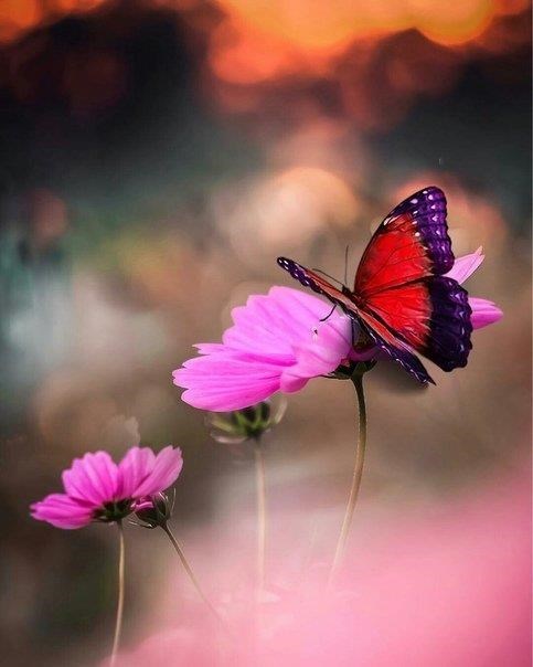 Obituary of Elizabeth Ellen Turner