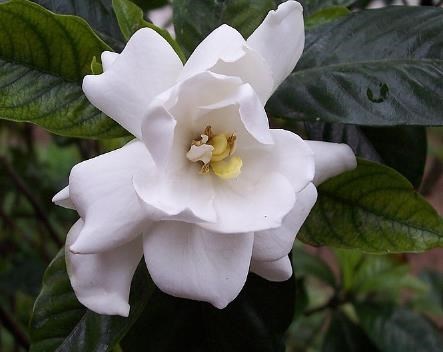 Obituary of Mary Louise Hatfield