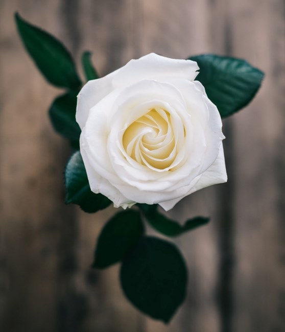 Obituary of Patricia Ann Schulz