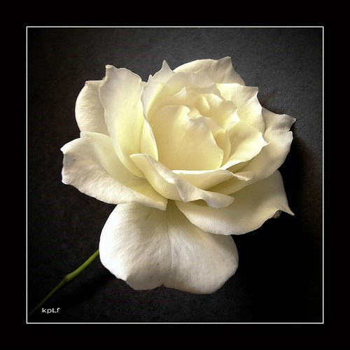 Obituary of Gloria Angel Volkman