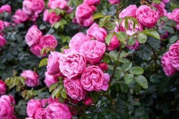 Obituario de Mary Ellen Corbitt Foley