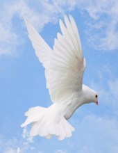 Obituary of Patricia Rogers Torbert