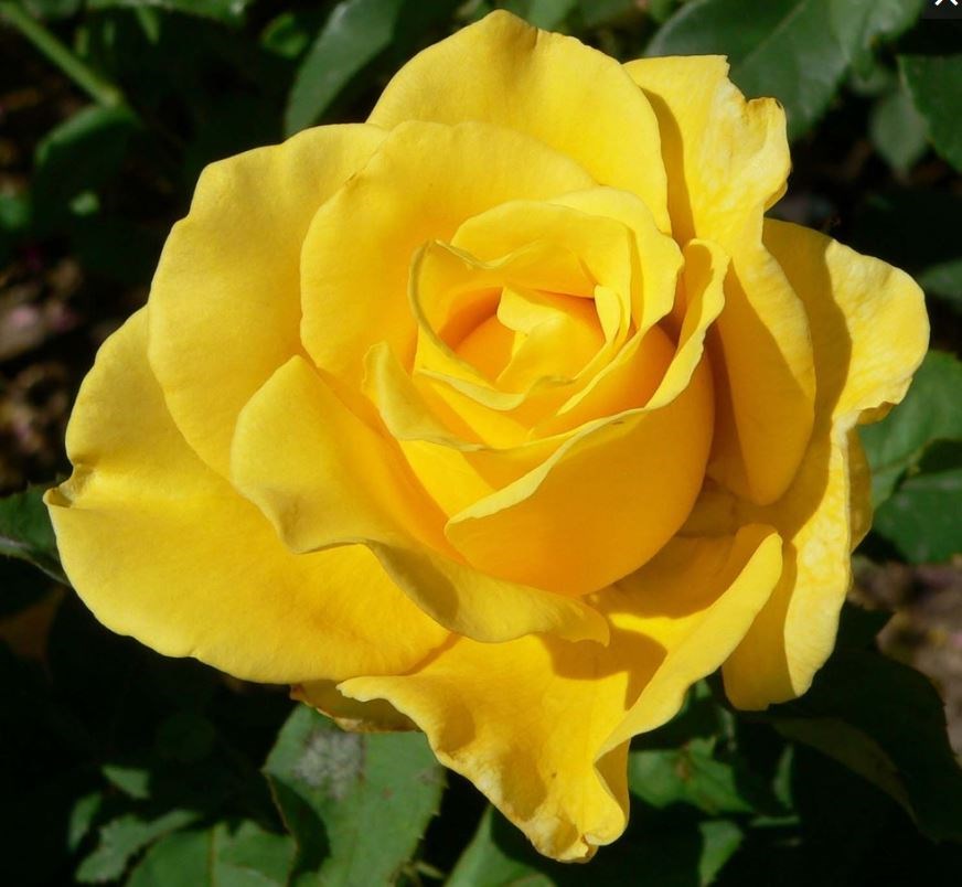 Obituary of Dolores Marie Raynor